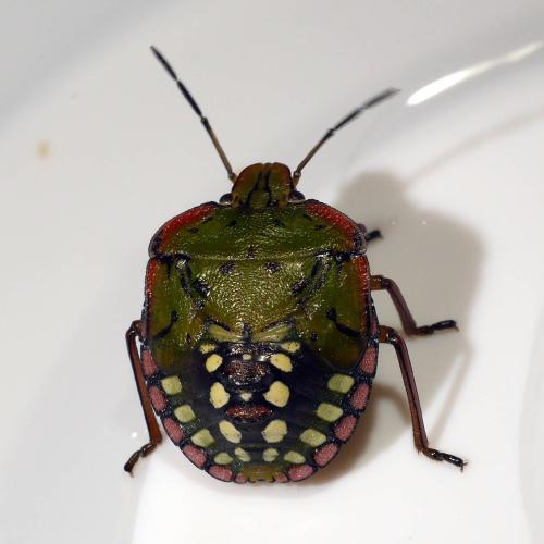Nezara viridula